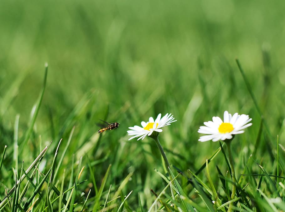 daisy, flower, meadow, grass, plant, flowering plant, freshness HD wallpaper