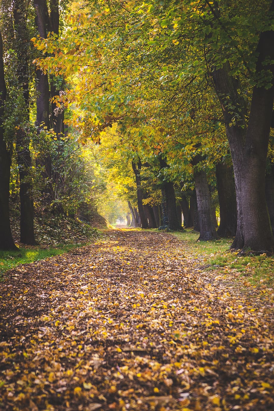 green trees and road pathway, autumn, bokeh, change, plant, leaf HD wallpaper