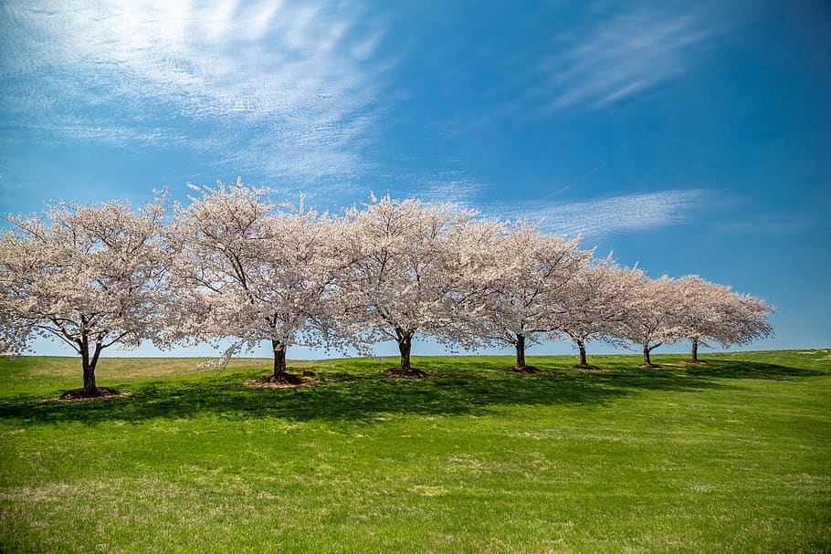 cherry blossoms, background, spring, flower, bloom, tree, color HD wallpaper