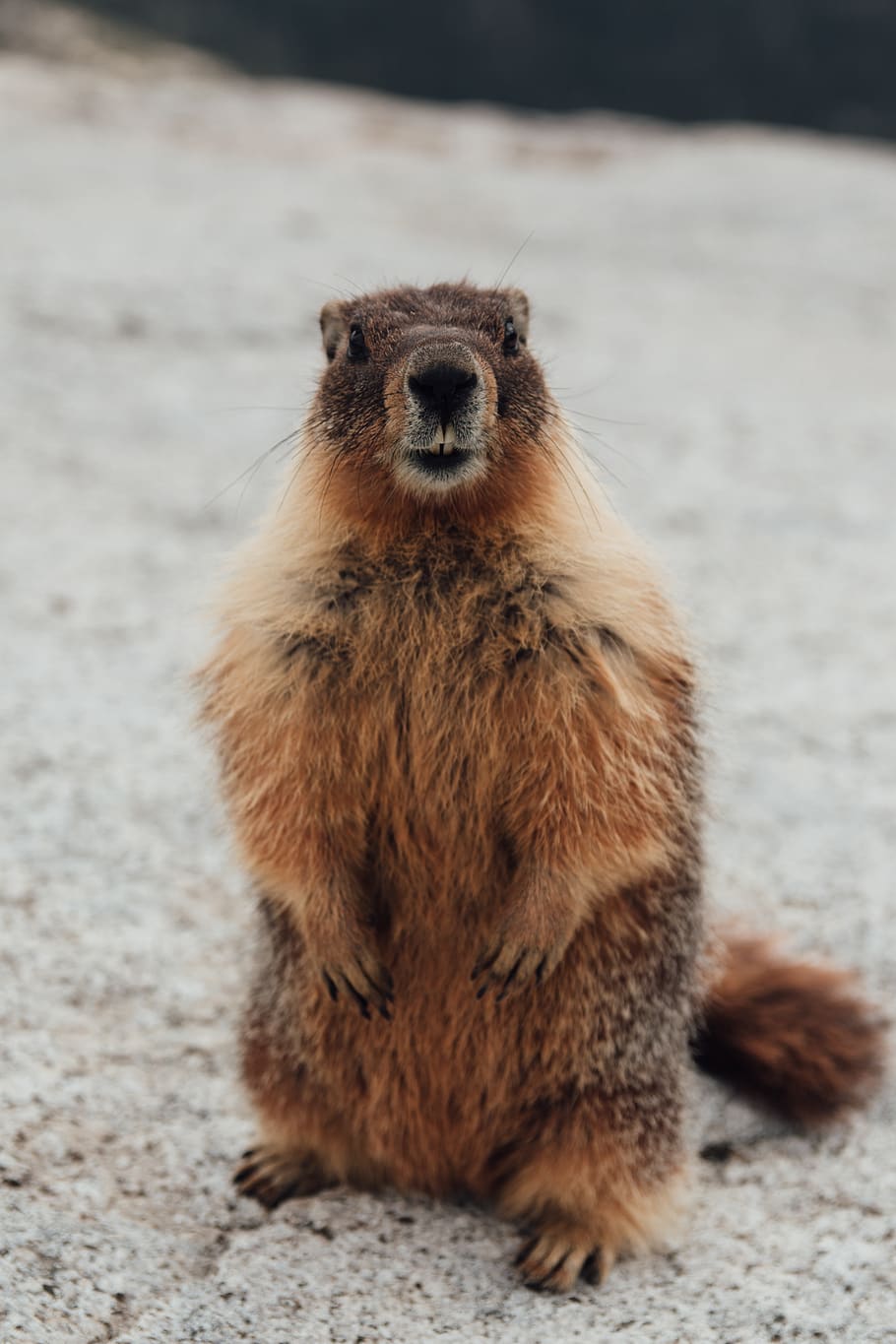 standing squirrel, animal, wildlife, meerkat, mammal, yosemite national park HD wallpaper
