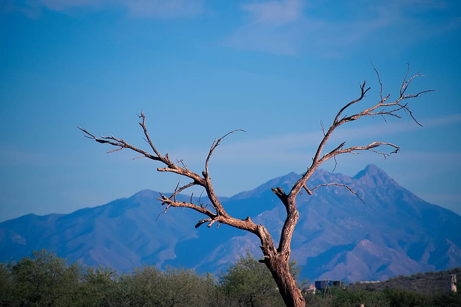 bare tree with trees under blue skies, mountain, beauty in nature HD wallpaper