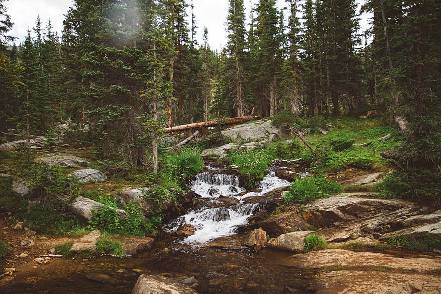 forest, tree, plant, land, beauty in nature, water, tranquility HD wallpaper