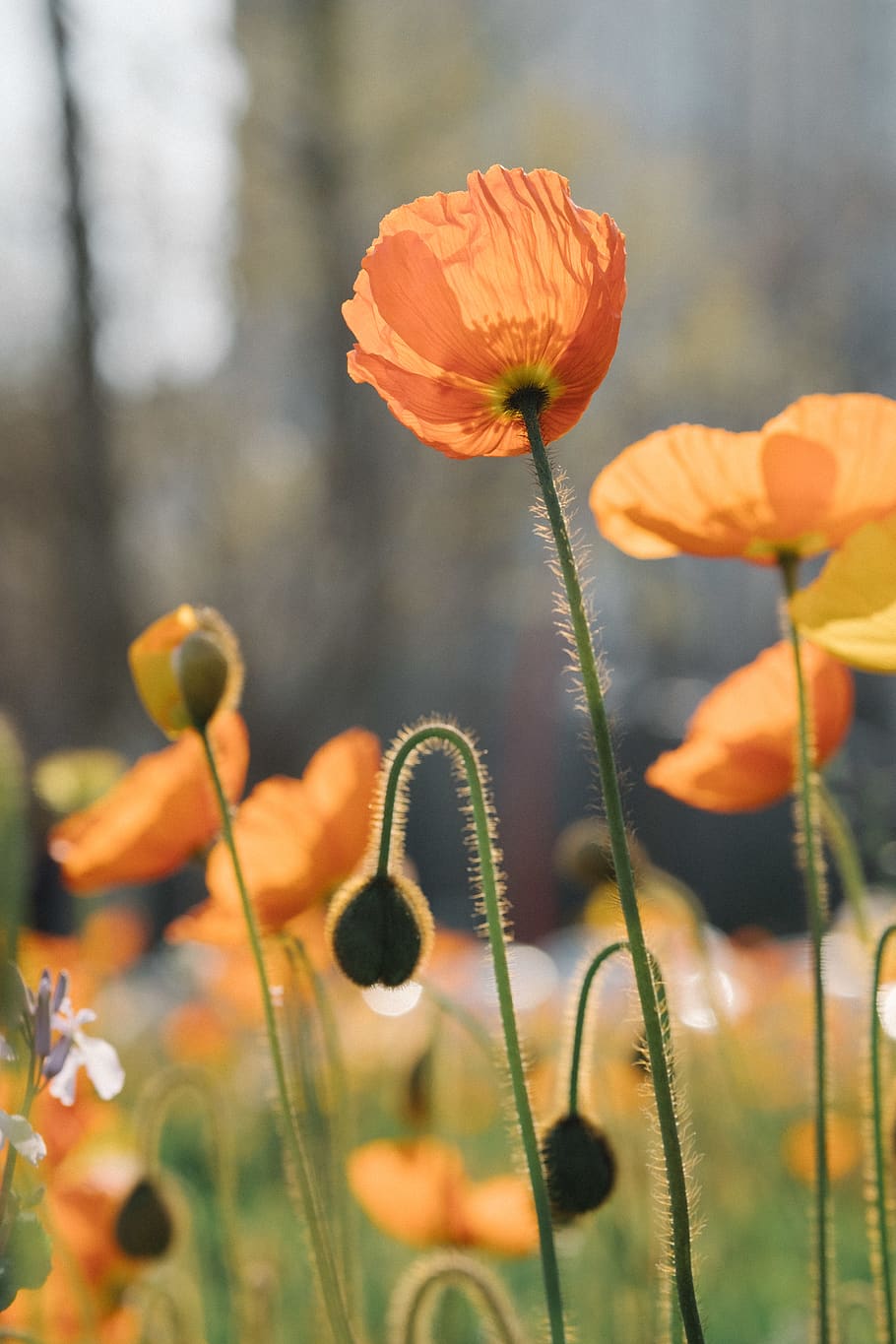 orange Poppy flower, flowering plant, growth, fragility, beauty in nature HD wallpaper