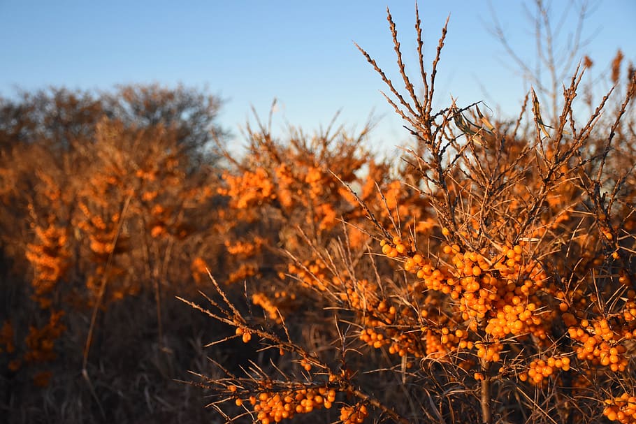 fall, berries, bush, autumn, plant, wild, red, nature, sky HD wallpaper