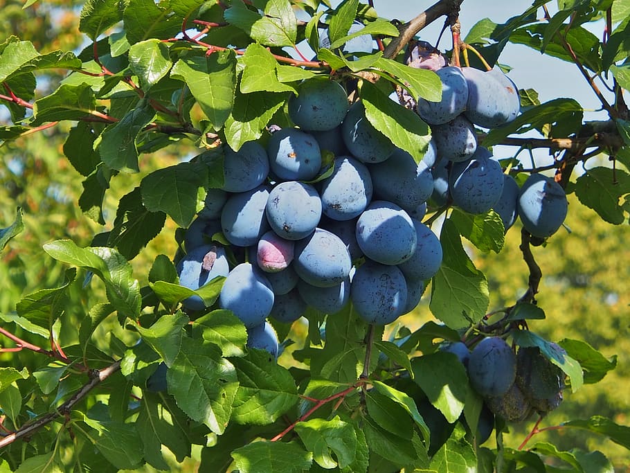 plums, fruit, blue, purple, harvest, fill, thanksgiving, food and drink HD wallpaper