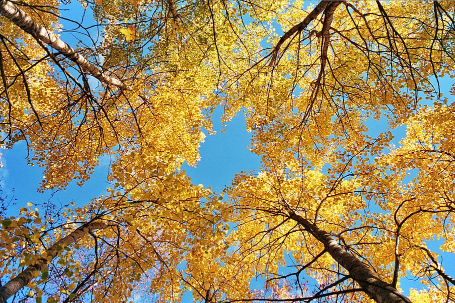 finland, tree, trees, forest, yellow, autumn, aspen, blue, sky HD wallpaper