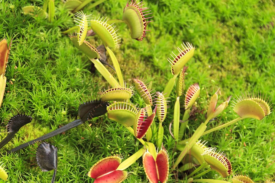 Insect eating plants, venus fly trap., background, botanical