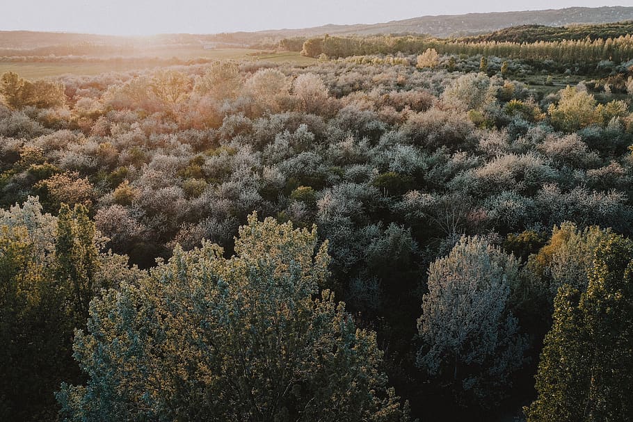 plant, tree, slope, nature, outdoors, hungary, sukoró, conifer HD wallpaper