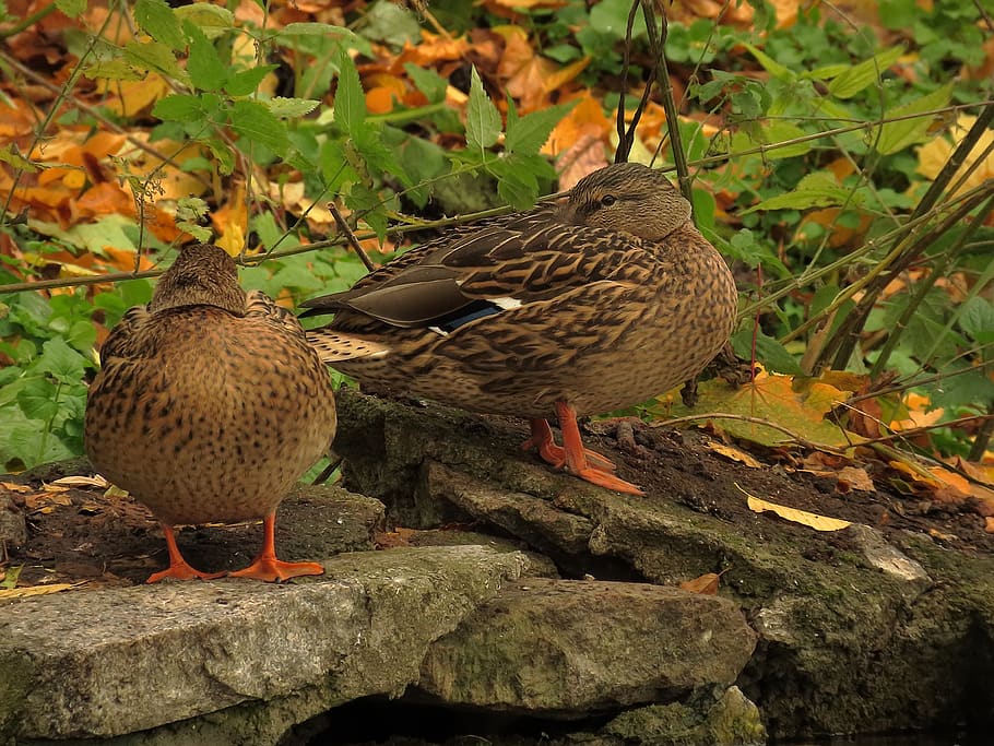 duck, mallard, bird, ducks, animal themes, vertebrate, animals in the wild HD wallpaper