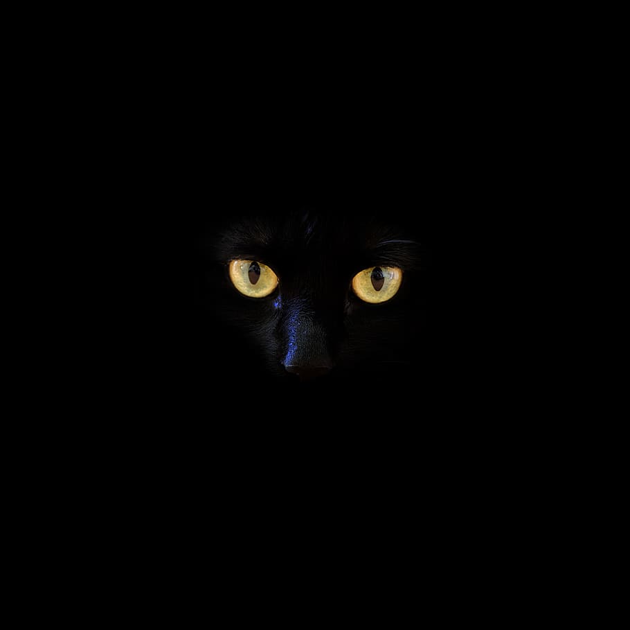 yellow eyes, animal themes, looking at camera, portrait, one animal HD wallpaper