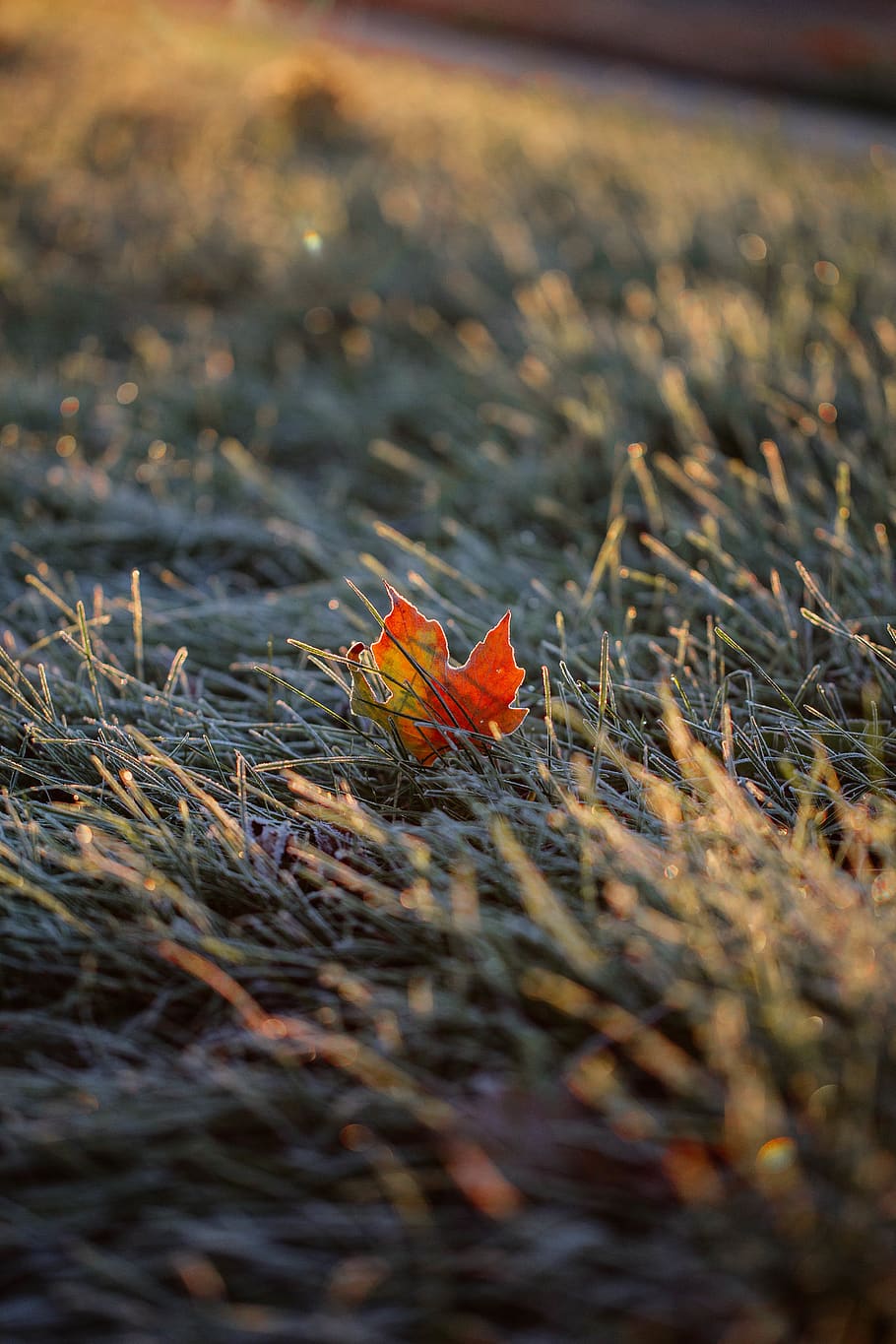 orange flower, united states, farmington hills, frost, snow, outdoors HD wallpaper