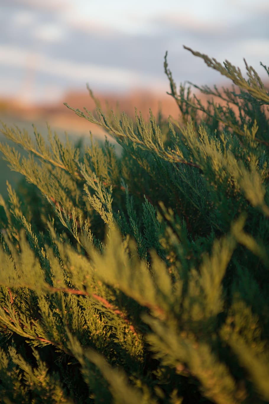 grass, plants, texture, growth, beauty in nature, close-up HD wallpaper
