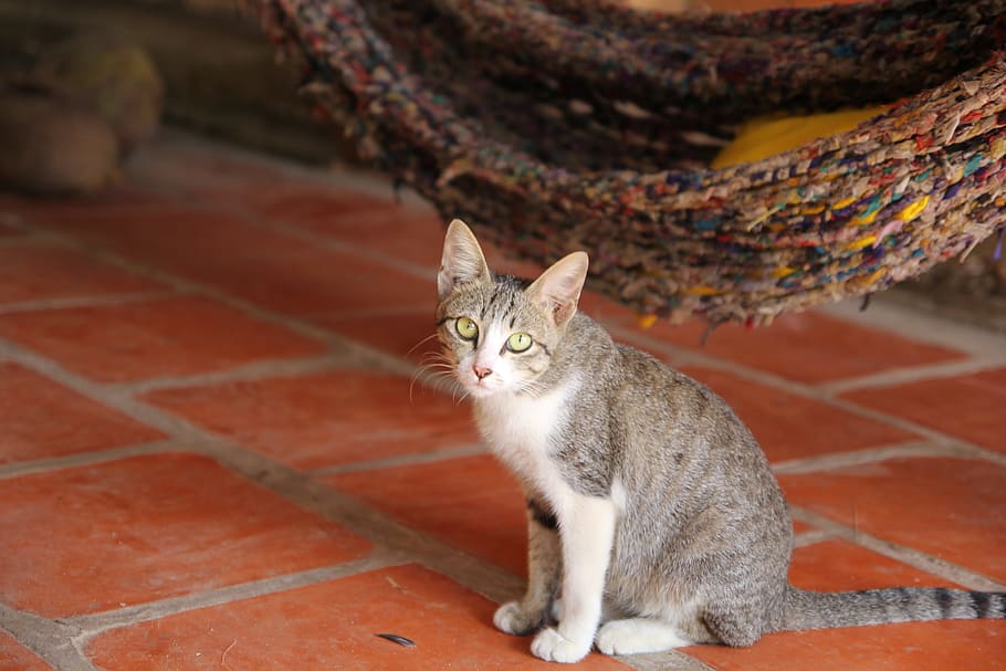 Gray Tabby Cat, adorable, animal, blur, close-up, color, cute, HD wallpaper
