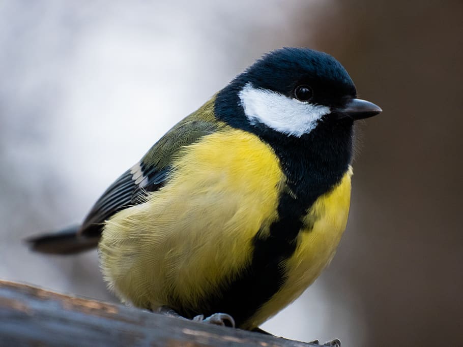 nature, winter, bird, forest, animal, snow, eyes, animal wildlife HD wallpaper