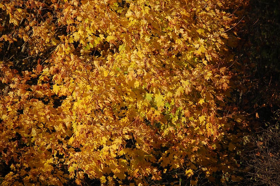 plant, leaf, maple, tree, nature, forest, autumn, leaves, maple leaves HD wallpaper