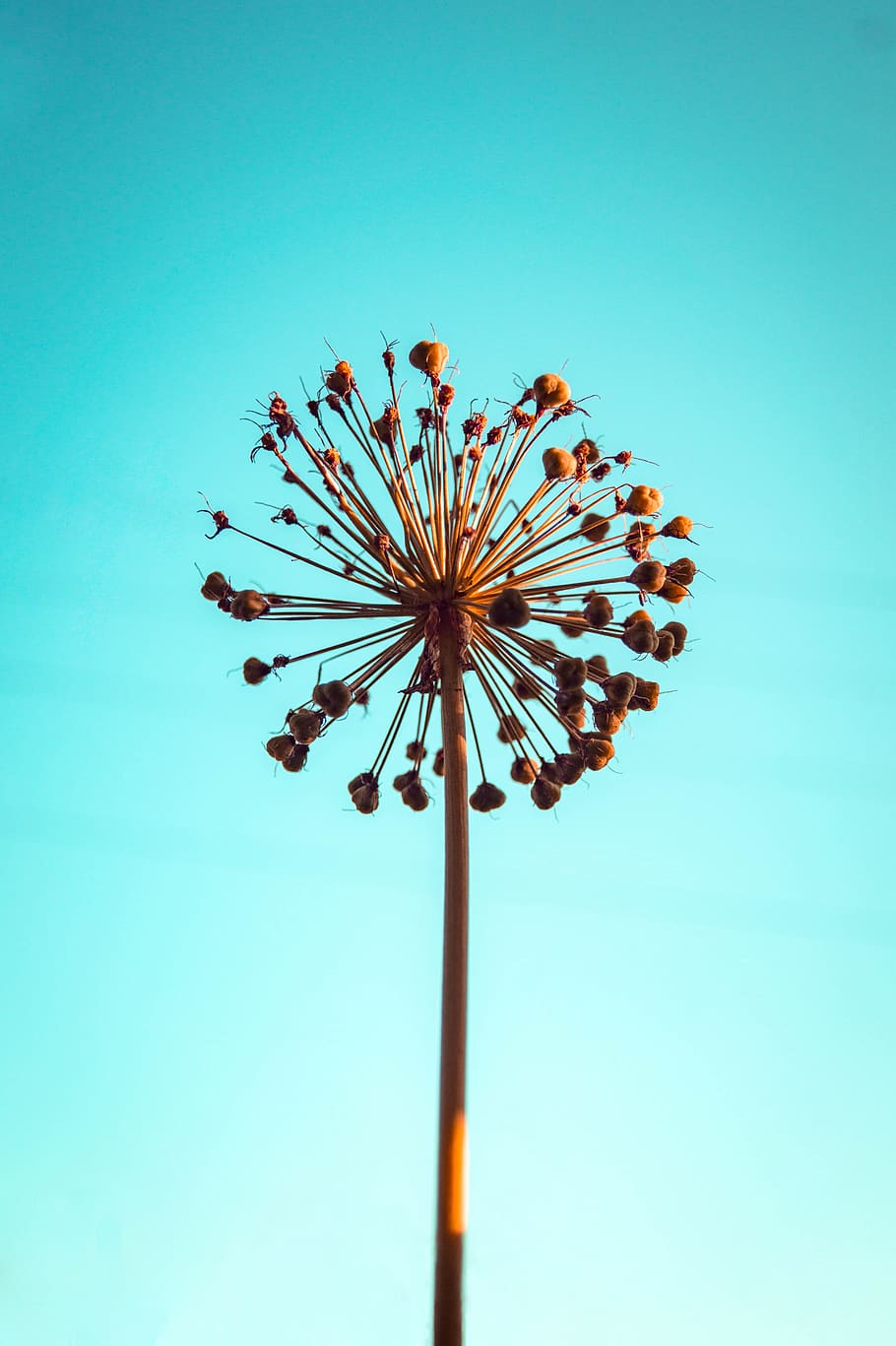 flower, blue, sky, clear sky, low angle view, nature, no people HD wallpaper