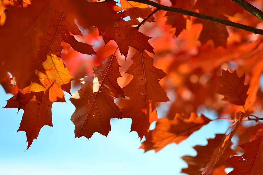nature, leaves, maple, stems, veins, bold, red, colors, fall HD wallpaper
