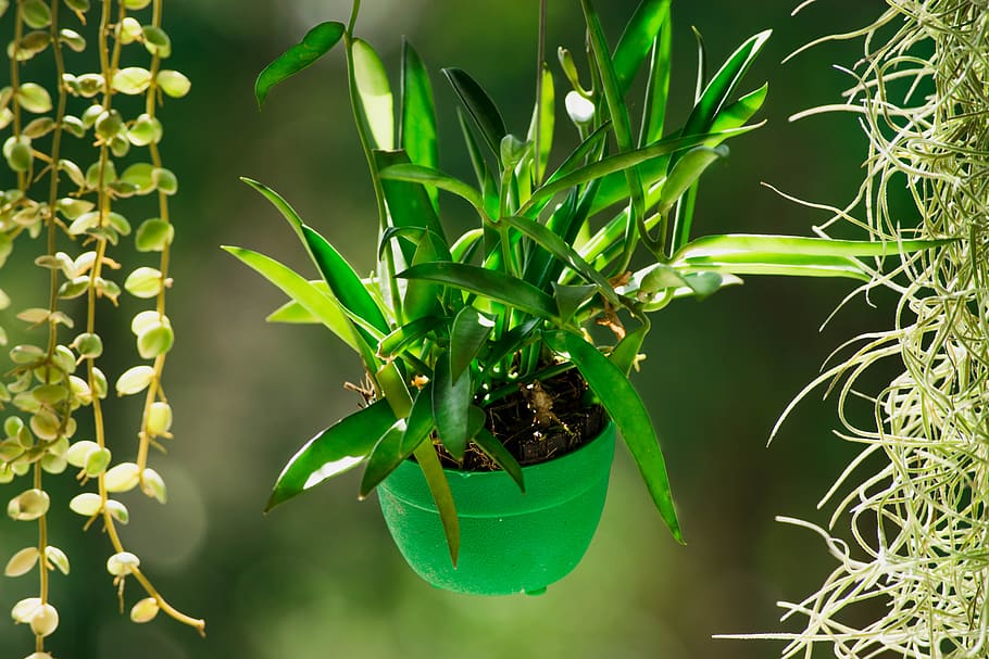 tree, green, plant, green color, growth, plant part, leaf, nature HD wallpaper