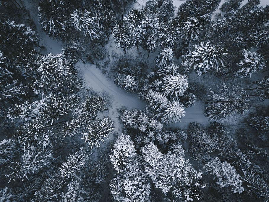 aerial photography on trees, drone view, aerial view, snow, looking down HD wallpaper