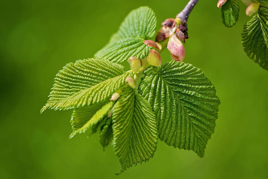 branch, tree, nature, green, plant, leave, leaf, plant part HD wallpaper