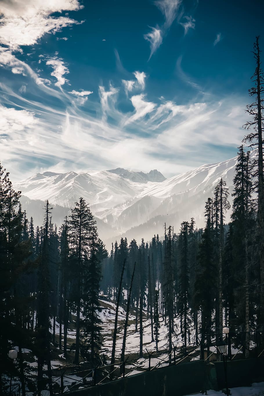 pine tree near snow mountain, plant, fir, abies, nature, outdoors HD wallpaper