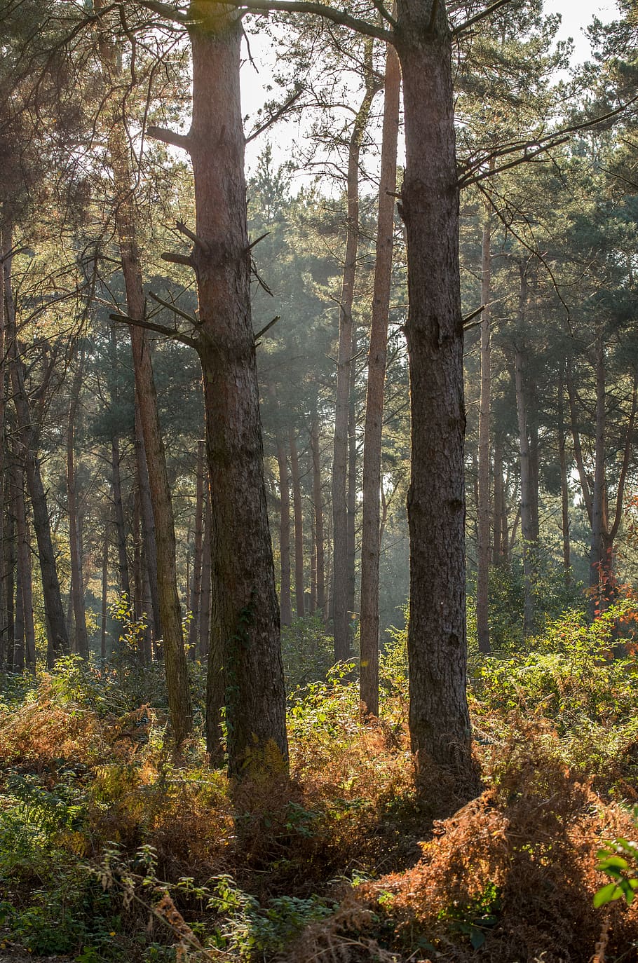 tree, trees, forest, woods, autumn, fall, sun, outdoors, walk HD wallpaper