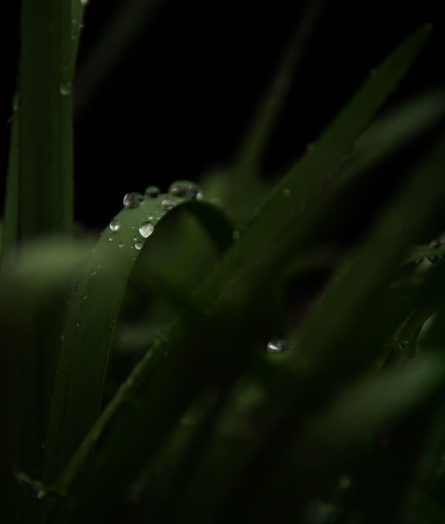 green grass, water, drop, plant, wet, growth, green color, freshness HD wallpaper