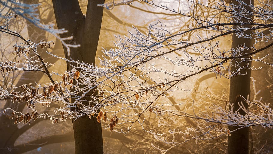 winter, cold, nature, ice, frozen, wintry, landscape, icy, tree HD wallpaper