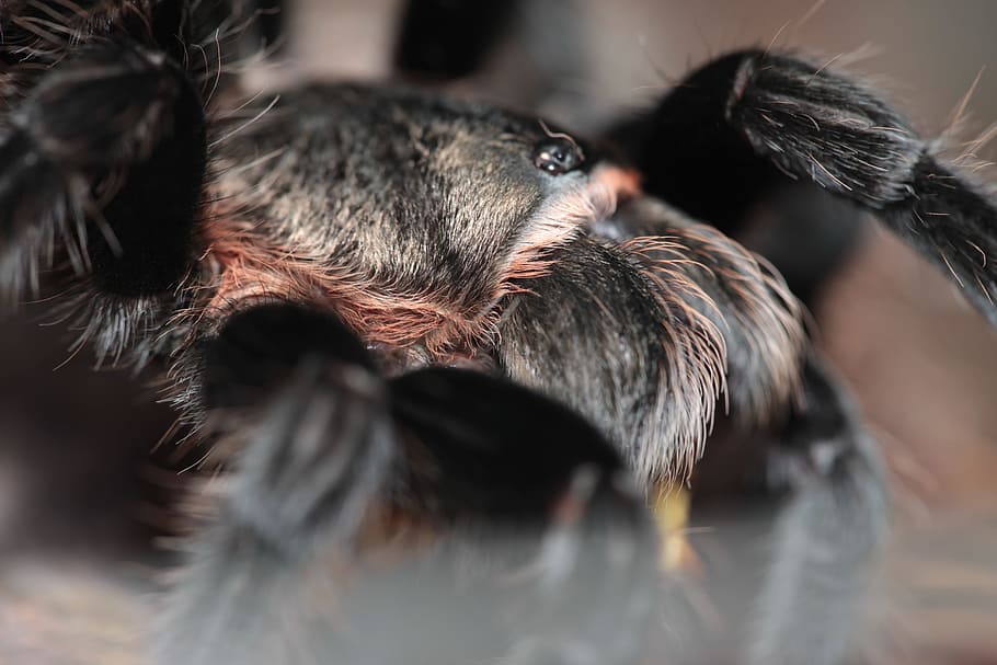 spider, insect, closeup, macro, one animal, mammal, animal body part HD wallpaper