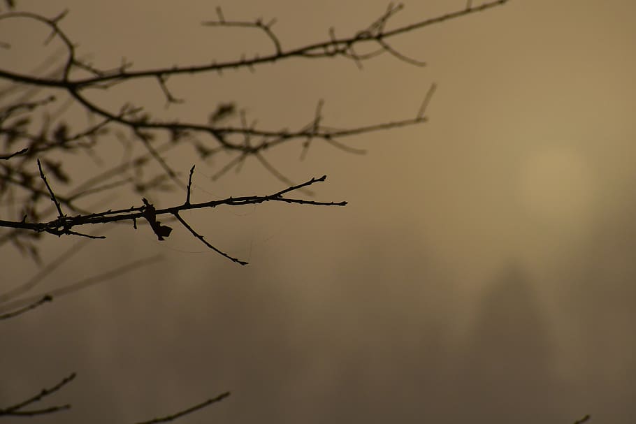 branch, tree, plant, nature, silhouette, beauty in nature, no people HD wallpaper