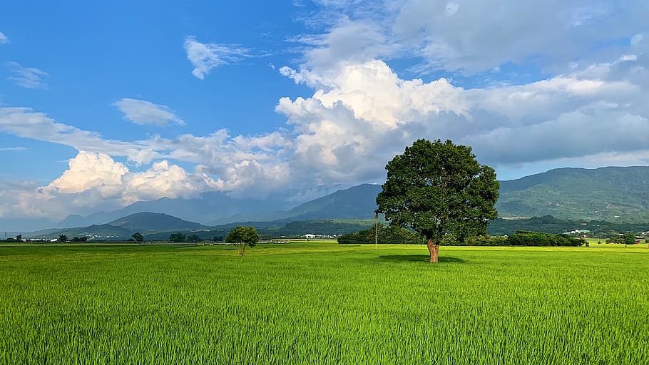 taiwan, chishang township, 958, sky, plant, field, landscape, HD wallpaper