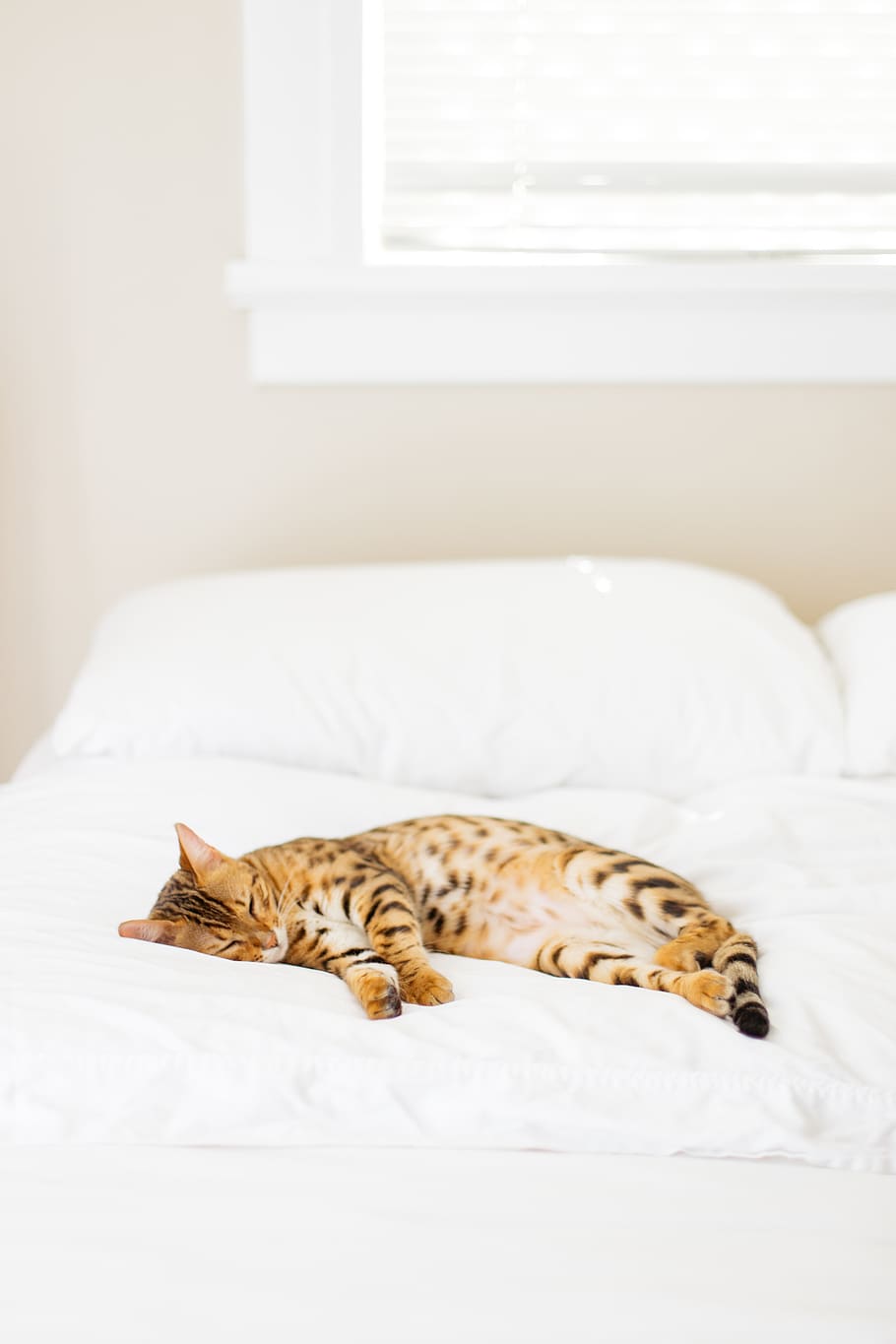 one animal, animal themes, relaxation, furniture, mammal, cat HD wallpaper