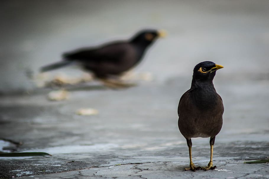 Selective Focus Photography of Black Bird on Gray Pavements, animals HD wallpaper