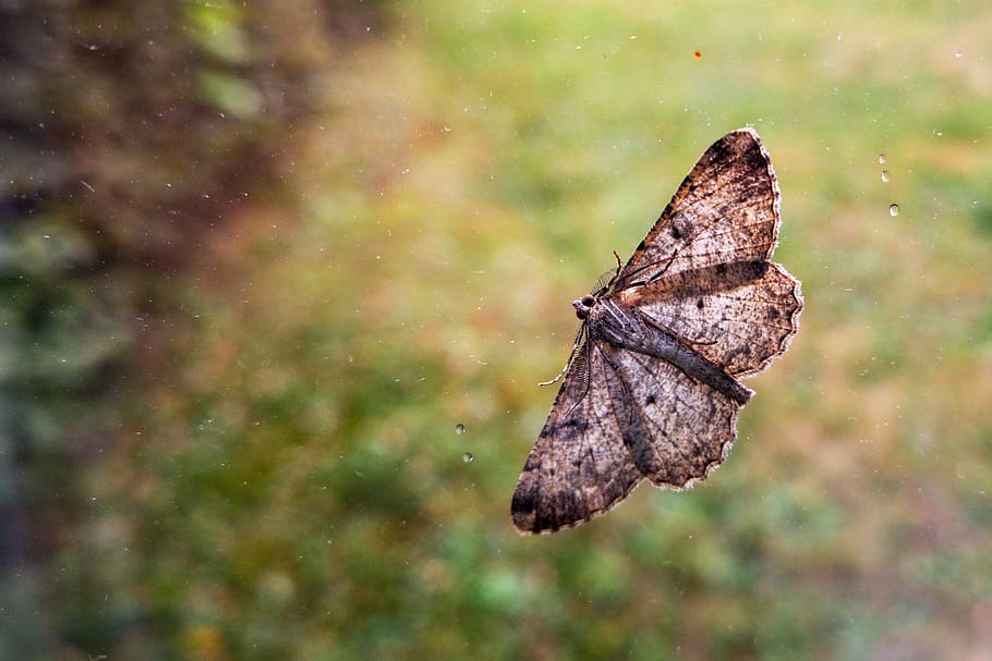 butterfly, moth, insect, motte, close up, edelfalter, butterflies HD wallpaper