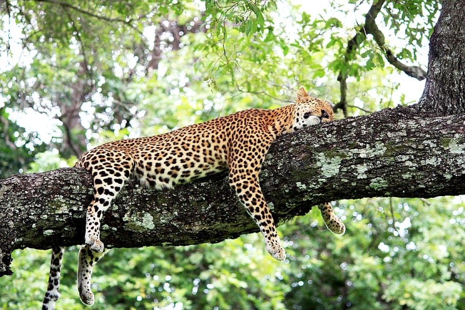 leopard resting on a tree branch, animal themes, animal wildlife HD wallpaper