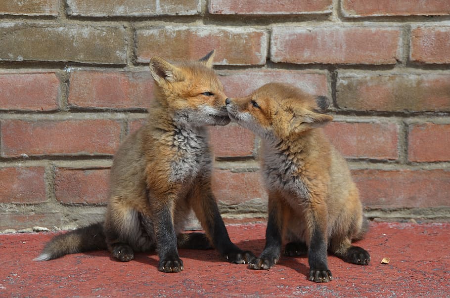 fox, kits, family, brothers, animal, love, adorable, nature, HD wallpaper