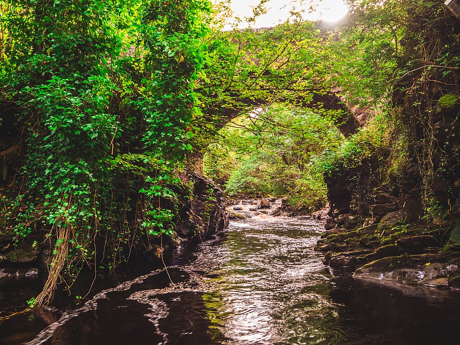 green-leafed trees, stream, creek, land, vegetation, plant, rainforest HD wallpaper