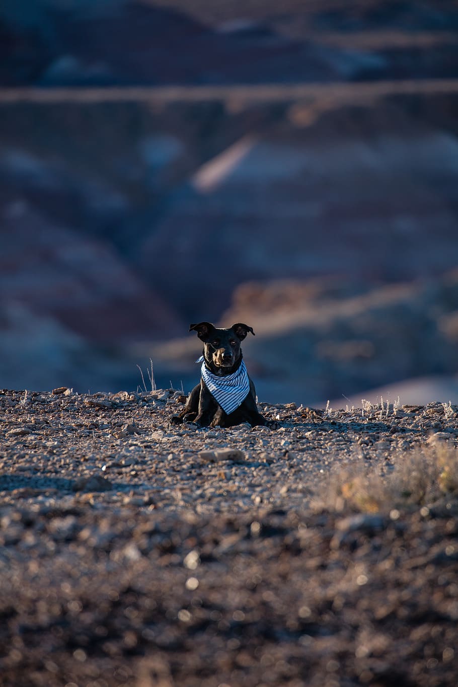 dog sitting, one animal, mammal, vertebrate, selective focus HD wallpaper
