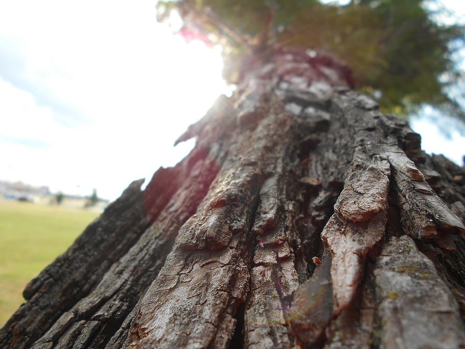 united states, tulsa, tree, plant, tree trunk, focus on foreground HD wallpaper