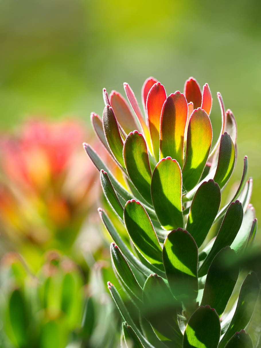 Selective Focus Photography of Green and Red Plant, bloom, blooming HD wallpaper