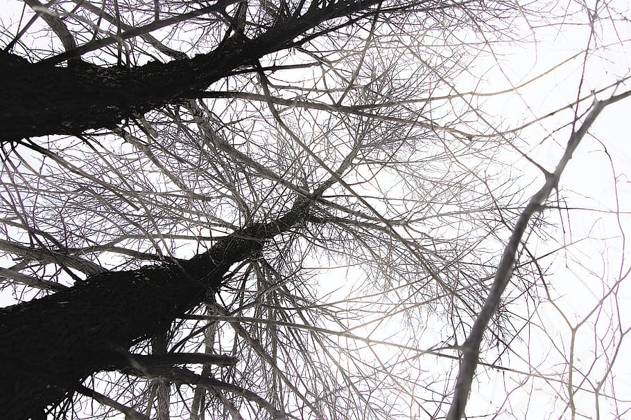 plant, tree, animal, bird, silhouette, blackbird, agelaius HD wallpaper