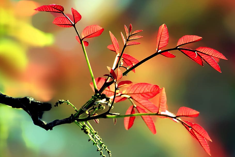 nature, flower, colourful, plant, plant part, leaf, beauty in nature HD wallpaper