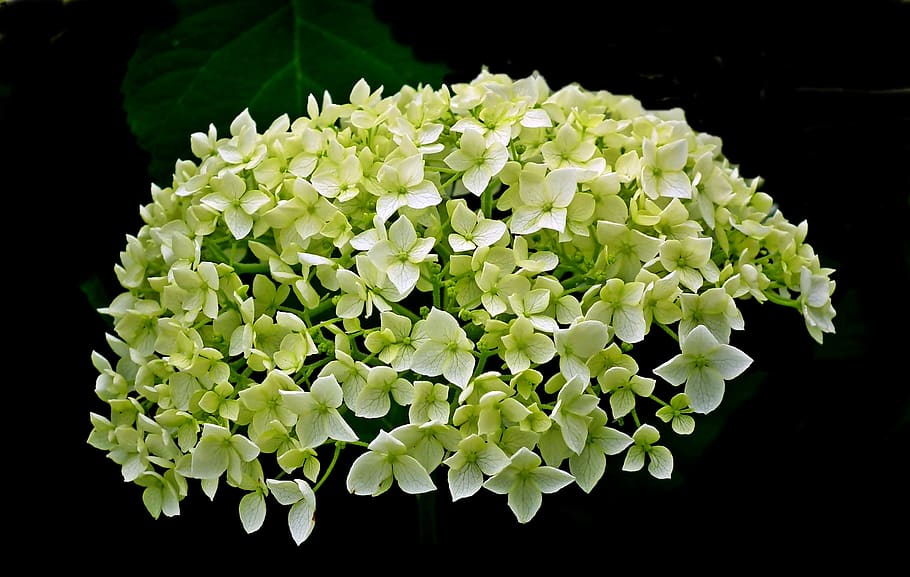 hydrangea, flower, summer, garden, clear, macro, decorative HD wallpaper