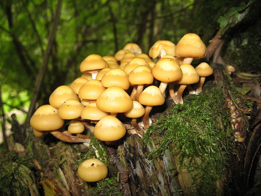 Brown Mushrooms, forest, toadstools, food, tree, plant, food and drink HD wallpaper