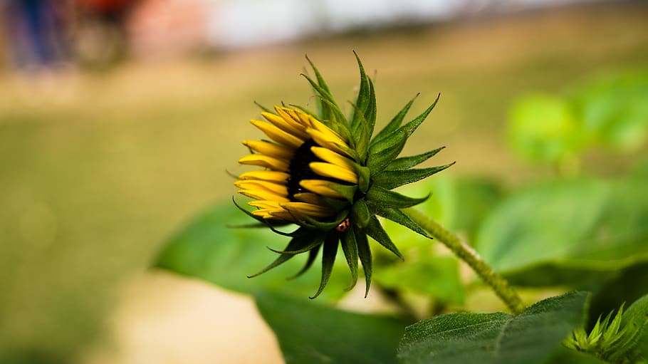 lucknow, india, @ishant.mishra, plants, garden, bird, insect, HD wallpaper