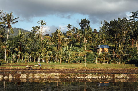 sidemen, indonesië, work, palmtrees, bali, agriculture, ricefield HD wallpaper