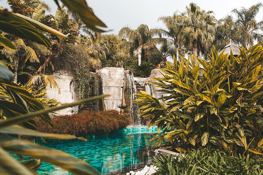 outdoor pool during daytime, water, plant, tree, nature, growth HD wallpaper