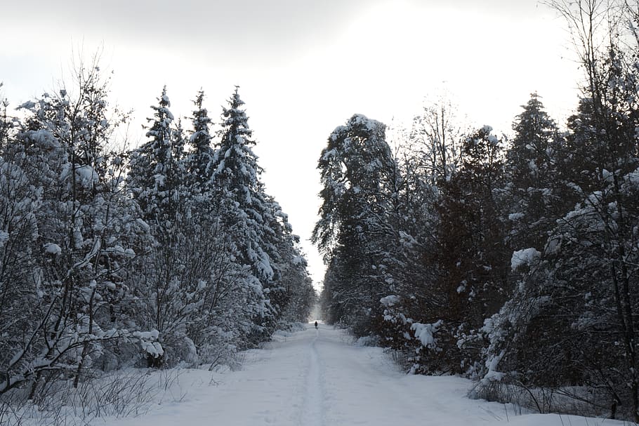winter, forest, snow, light, landscape, trees, cold, scenic HD wallpaper