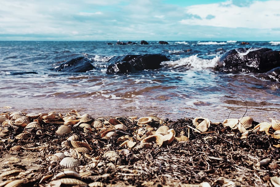 australia, williamstown, water, shells, sand, beach, sky, clouds HD wallpaper