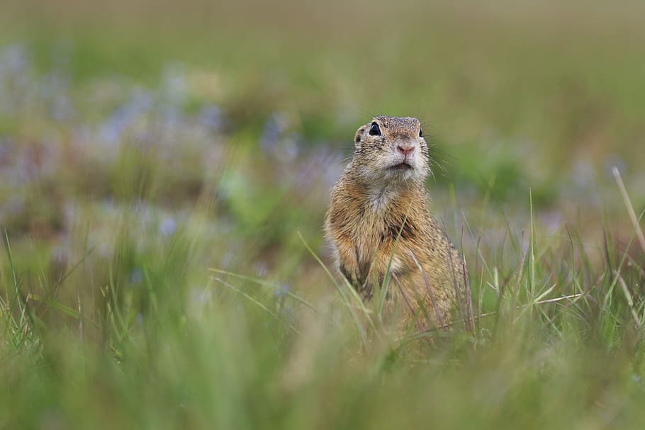 brown squirrel, animal wildlife, one animal, mammal, animals in the wild HD wallpaper